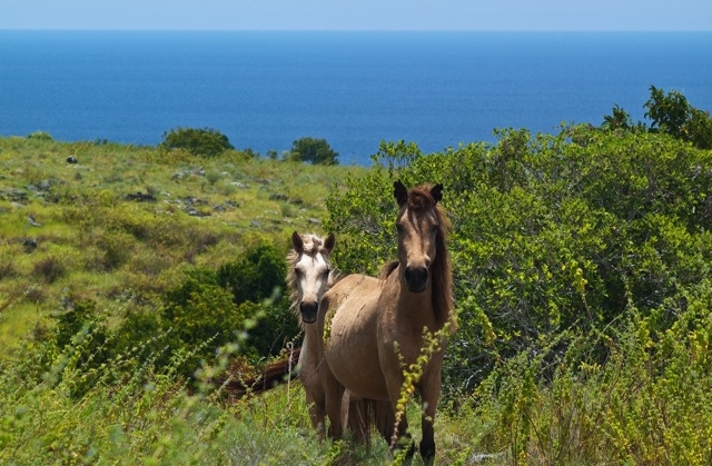 Jelajah Pulau Sumba yang Pendiam